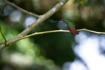  rufous-tailed hummingbird - Amazilia tzacatl