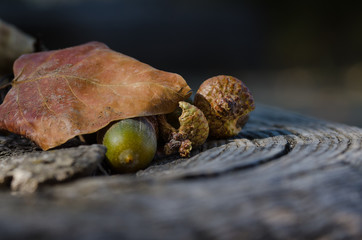 Acorns of Autumn Resting on Aged and Weathered Wood