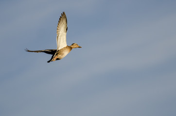 Mallard Duck Flying in a Blue Sky