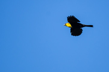 Yellow-Headed Blackbird Flying in a Blue Sky