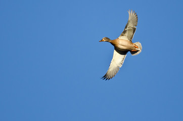 Female Mallard Duck Flying in a Blue Sky
