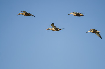 Four Northern Shovelers Flying in a Blue Sky