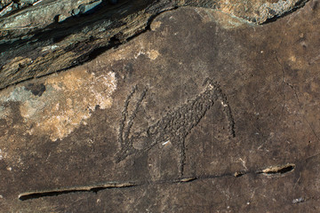 Petroglyphs. Ancient rock paintings in the Altai Mountains, Russia.