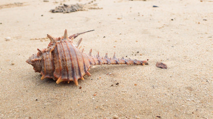 Fototapeta na wymiar Spine hard shell on the beach