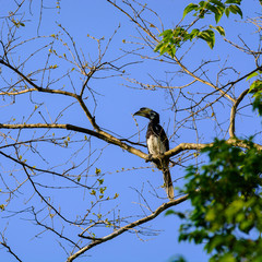Oriental pied hornbill (Anthracoceros albirostris)