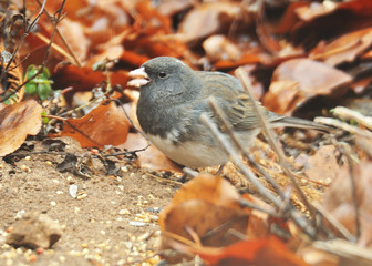 in the garden