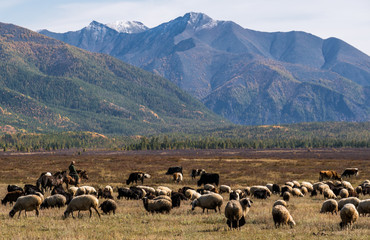 Obraz premium Herd of sheep and goats grazing in the Mongolian steppe