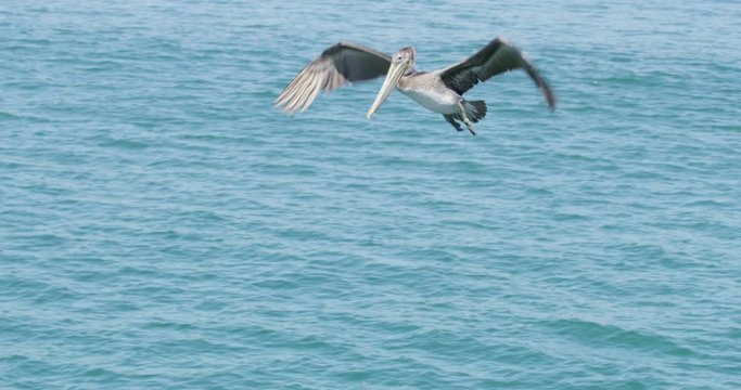 Slow motion of Pelicans diving and catching fish at Seal Beach with ships in the background, California