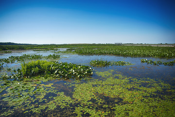 Marsh area in Point Pelee National Park, Ontario, Canada