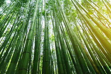 Arashiyama Bamboo Groves in Kyoto Japan on the morning with sunlight