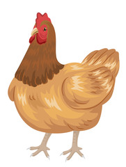 Chicken Illustration
