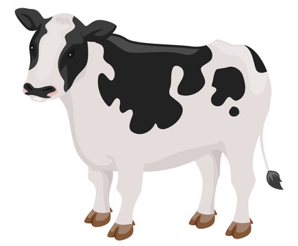 Cow Illustration