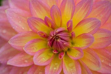Obraz premium Closeup Dahlia or Dalia. Pink flowers background