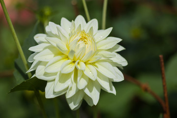 Closeup Dahlia or Dalia. White flowers background