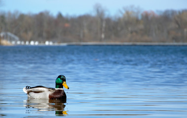 A mallard swims through the reeds along a lake