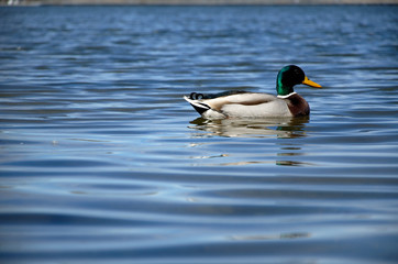 A mallard swims through the reeds along a lake
