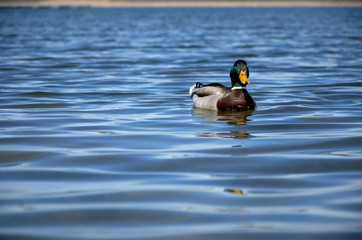 A mallard swims through the reeds along a lake