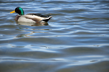 Obraz premium A mallard swims through the reeds along a lake