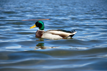 A mallard swims through the reeds along a lake