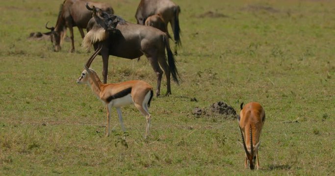 Thomson's Gazelles grazing on the Maasai Mara plains. Kenya, Africa.