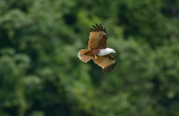 Haliastur indus (Brahminy Kite)