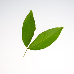 Fototapeta premium leaf or green leaf on a background.