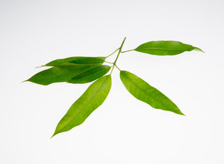leaf or peel mango leaf on a background.