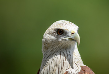 Haliastur indus (Brahminy Kite)