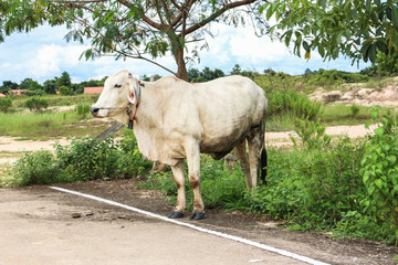 cow thailand standing outdoor countryside 