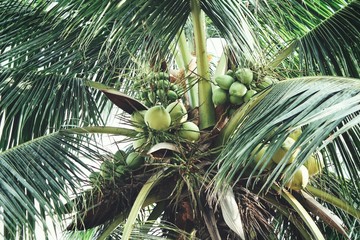 Coconut tree