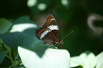 Painted Lady