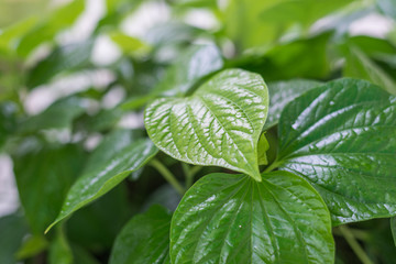green leaf, Thai herb  Wildbetal Leafbush in garden