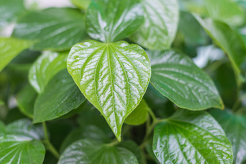 green leaf, Thai herb  Wildbetal Leafbush in garden