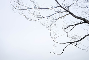 Photo of green leaves and blue sky in the background.