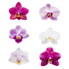 Fototapeta na wymiar Set of different orchids