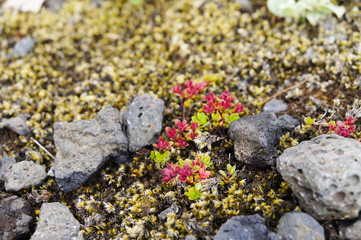 Lava field covered with green moss and small tree,Iceland.