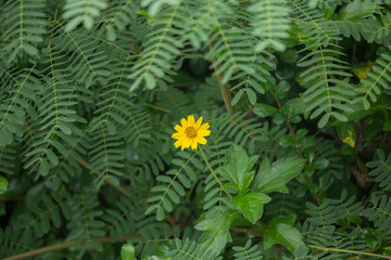 One Yellow Singapore daisy flower with Green lead background