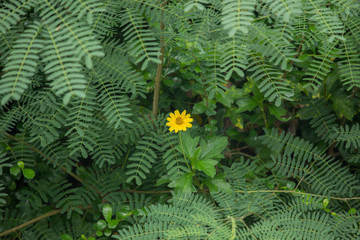One Yellow Singapore daisy flower with Green lead background