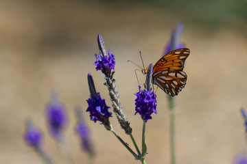 Beautiful monarch butterfly peaking its head around some blooming lavender flowers.