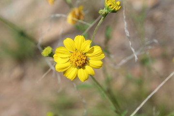 yellow desert flower