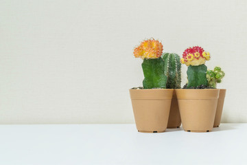 Closeup group of beautiful cactus in brown plastic pot for decorate on blurred white wooden desk and cream color wallpaper wall textured background in room with copy space