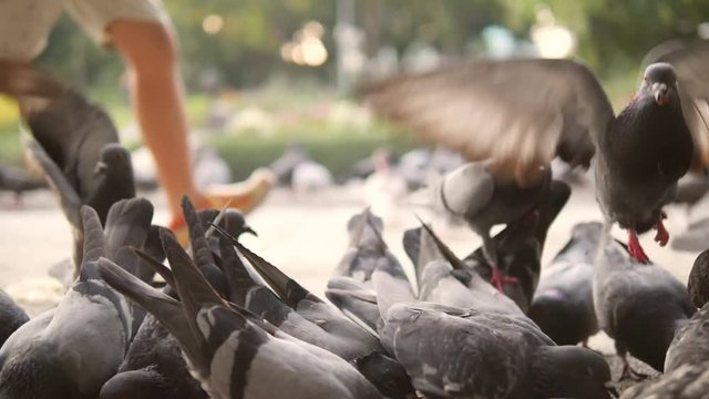 Running Boy Frighten Pigeons and they Fly Away in City Park. Closeup HD Slowmotion 180p.