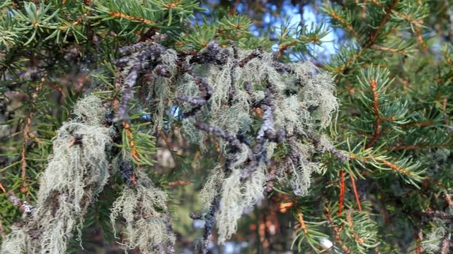 Video of moving along cedr branch covered by needels and Usnea lichens