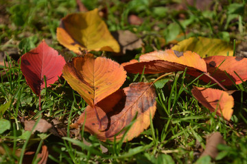 Autumn Leaves