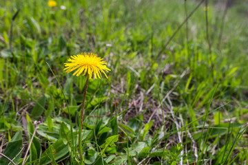 Dandelion flower on a green lawn with copy space. Nature background.