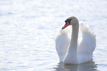 白鳥（swan）