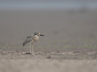 Great stone-curlew