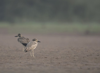 Great stone-curlew 