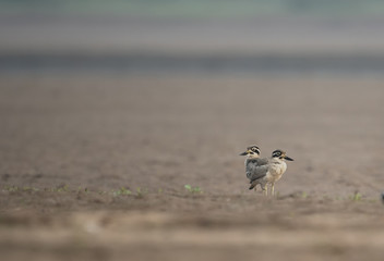 Great stone-curlew 