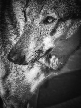 Wolfhund Wolfdog TWH Tschechoslowakischer Wolfshund 